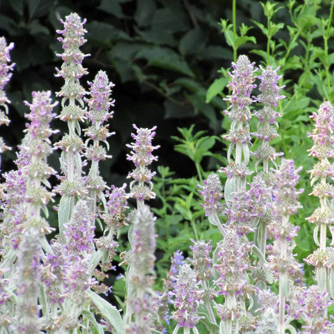 12x Stachys byzantina 'Silver Carpet' - ↕10-25cm - Ø9cm