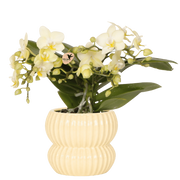 Kolibri Orchids | Gele Botanic orchidee + Horizon sierpot geel – potmaat Ø9cm