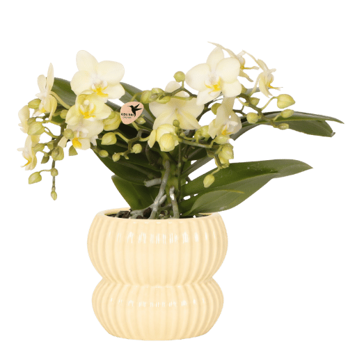 Kolibri Orchids | Gele Botanic orchidee + Horizon sierpot geel – potmaat Ø9cm