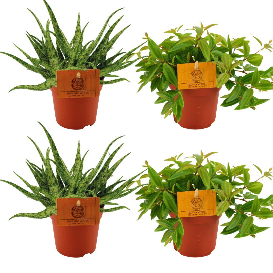 2x Aloe Spider + 2x Peperomia Ang. Rocca Vivace - 4 pezzi - Ø10,5cm - ↕10cm