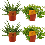 2x Aloe Spider + 2x Peperomia Ang. Rocca Vivace - 4 pezzi - Ø10,5cm - ↕10cm
