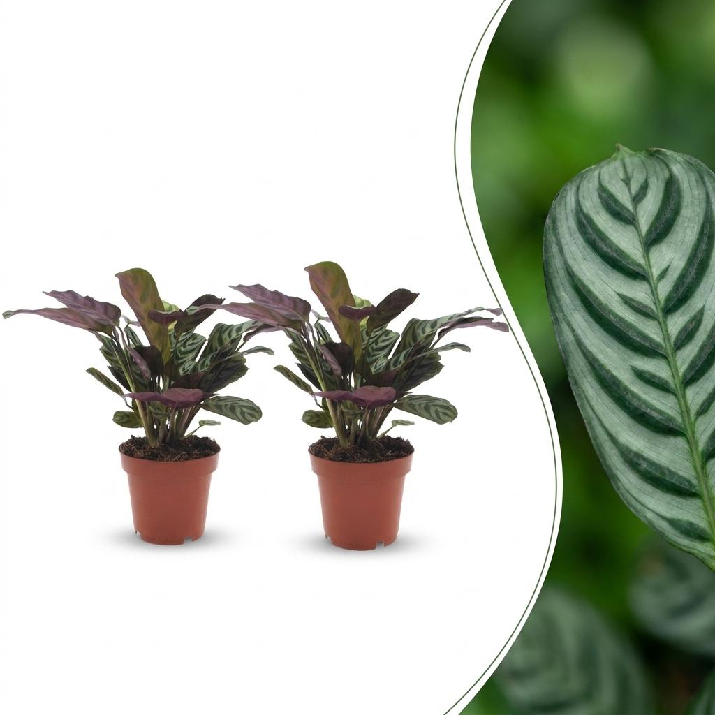 Ctenanthe Burle Marxii - Visgraatplant - 2x - Pot 12cm - Hoogte - 30cm