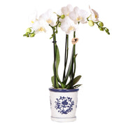 Kolibri Orchids | orchidea bianca Amabilis + vaso decorativo Malaga blu - dimensioni vaso Ø9cm | pianta da appartamento fiorita - fresca dal coltivatore