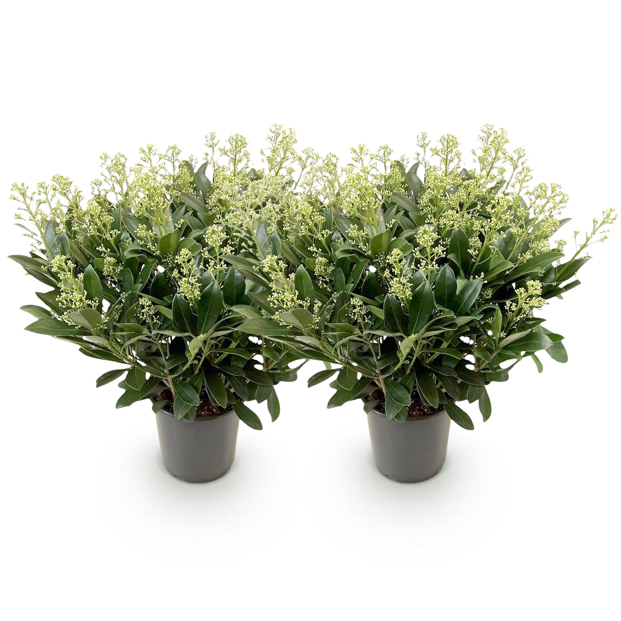 Skimmia japonica Finchy - Bloem Wit - 40+ Bloemen - 2 Plant - Winterhard - Pot 19cm Hoogte 60cm
