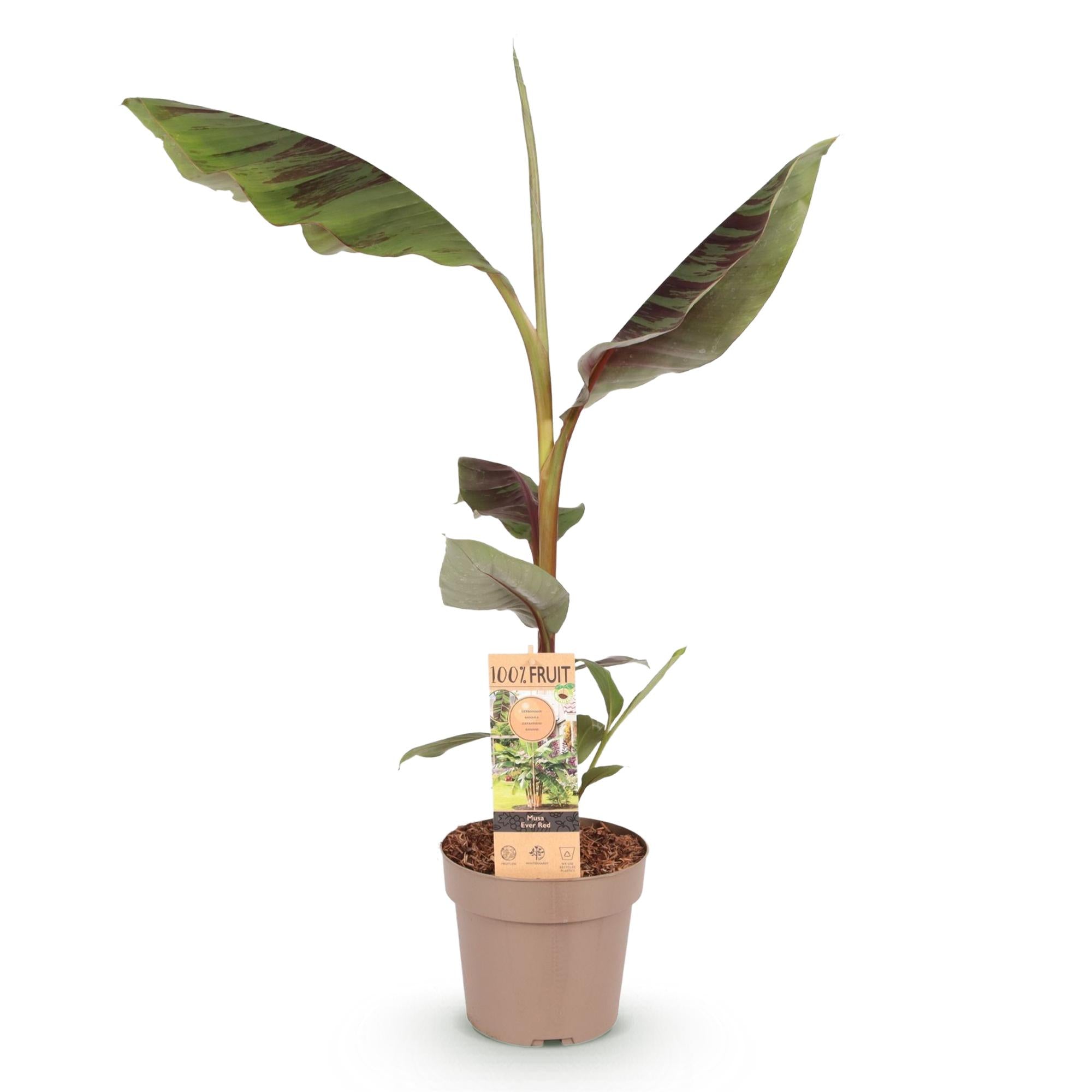 Japanse vezelbanaan - Musa Ever Red - Winterhard - Pot 21cm Hoogte 70-90cm