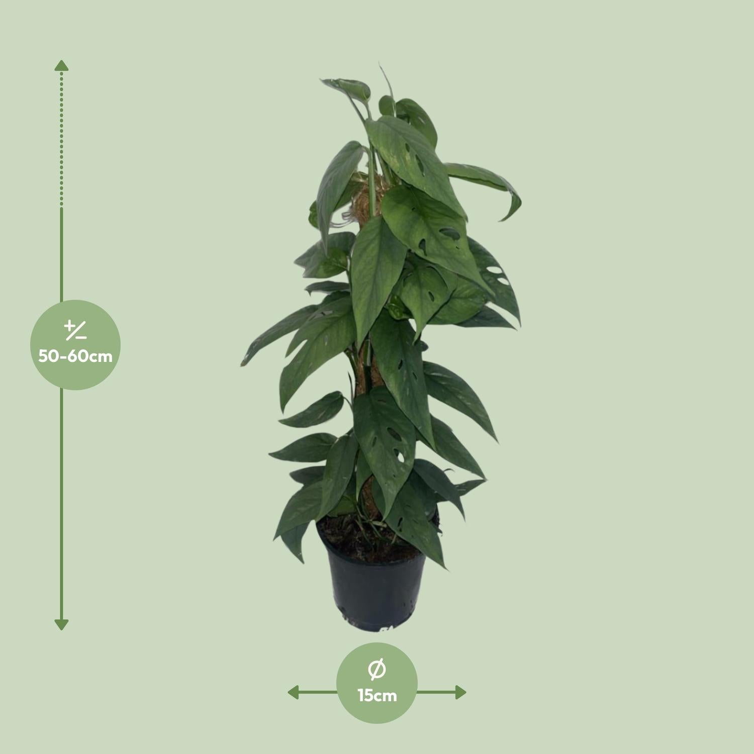 Epipremnum Cebu Blue moss stick - Ø15cm - ↕60cm