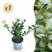 Ilex crenata Caroline Upright - Blad Groen - 8 Planten - 1 Strekkende Meter - Groenblijvend - Pot 9cm Hoogte 25-30cm