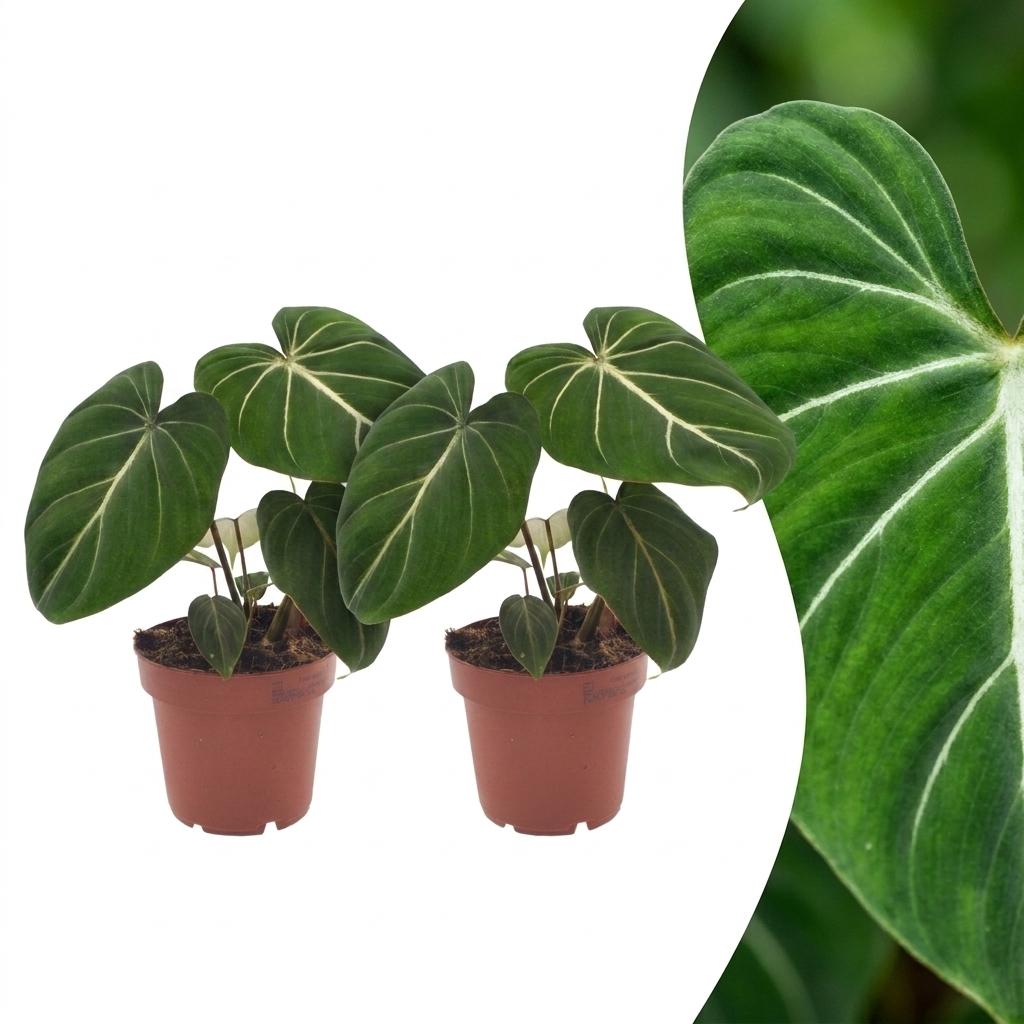 Philodendron Gloriosum - Glorie Philodendron - 2x - Pot 12cm - Hoogte - 25cm