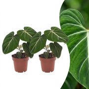 Philodendron Gloriosum - Glorie Philodendron - 2x - Pot 12cm - Hoogte - 25cm