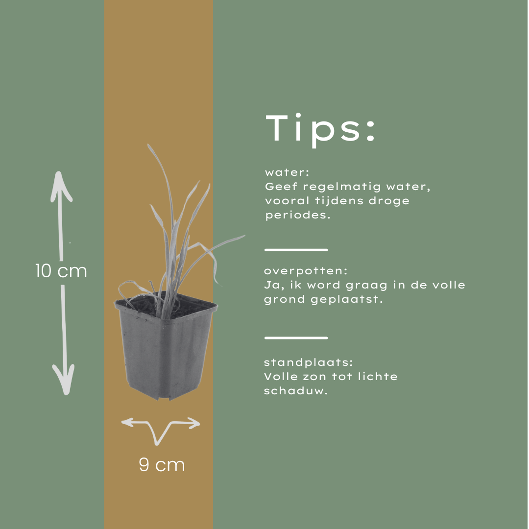 12x Hemerocallis 'Stella de Oro' - ↕10-25cm - Ø9cm