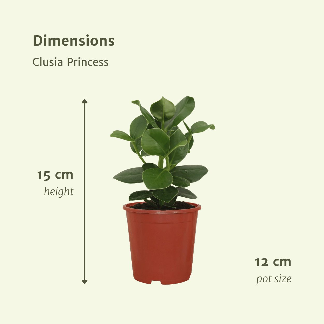 Clusia Princess (Albero Firma) - 2 pezzi - Ø12cm - ↕15cm
