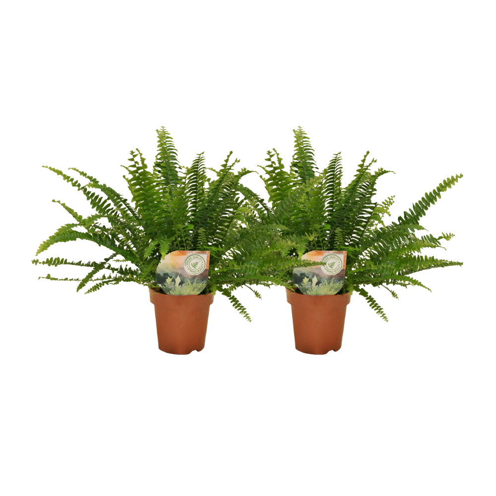 Helecho Nephrolepis Boston - 2 unidades - ø12 - ↕30 cm
