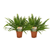 Helecho Nephrolepis Boston - 2 unidades - ø12 - ↕30 cm