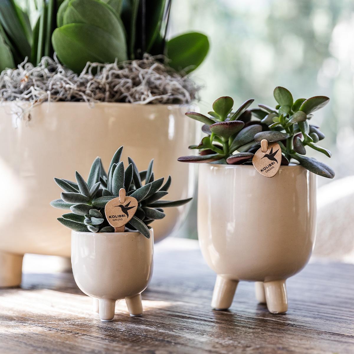 Orchidées Kolibri | Orchidée Phalaenopsis rouge – Congo + Pot en travertin gummy – diamètre du pot : 9 cm | Plante d'intérieur fleurie en pot – fraîchement cueillie