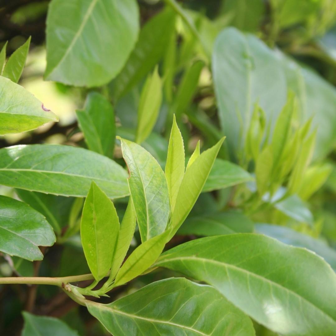Große Kirschlorbeerpflanzen Novita für 10 laufende Meter Hecke | - 12L - 25 x | ↨ 100-125 cm