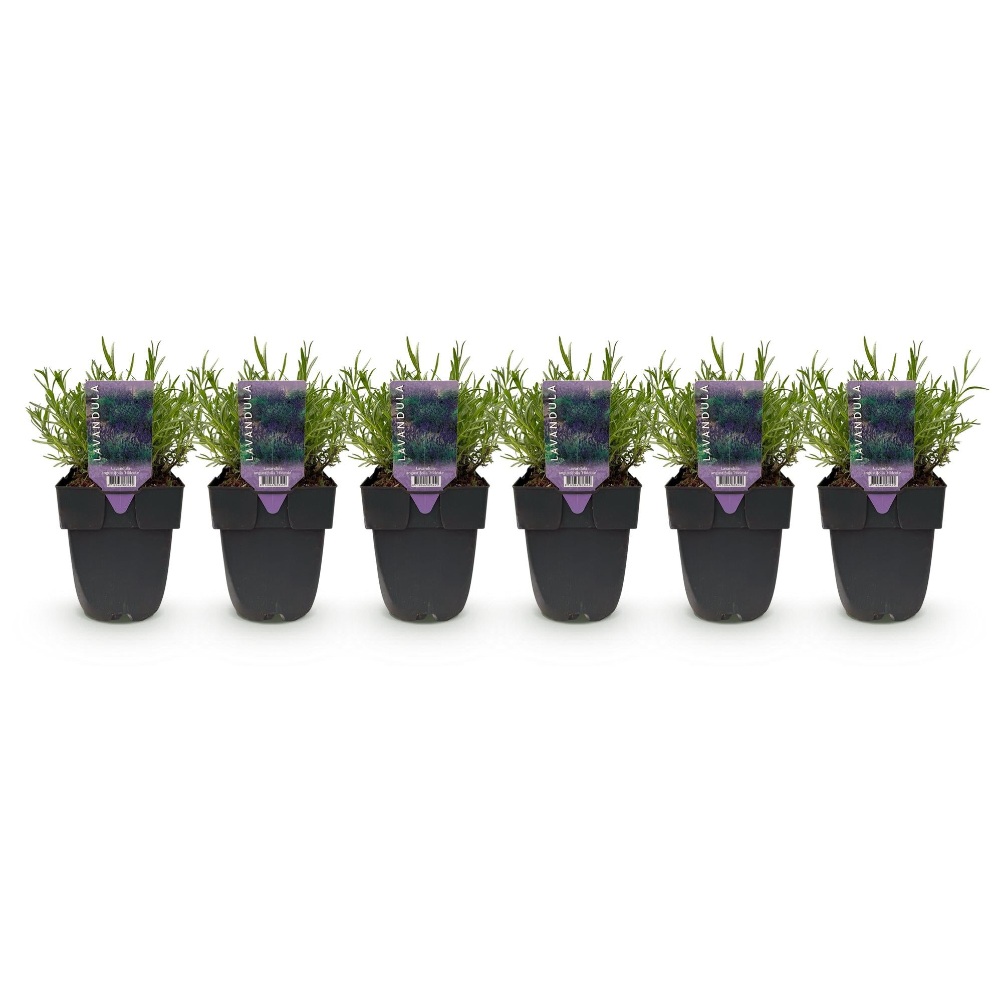 Lavandula angustifolia Hidcote -  blad grijs - 6 planten - 1 strekkende meter - groenblijvend - pot 17cm hoogte 30cm