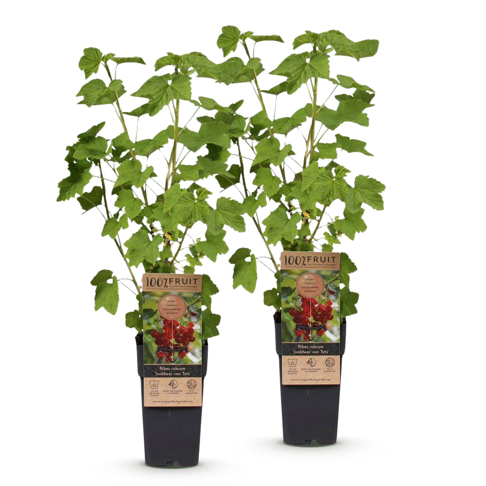 Ribes rubrum Jonkheer van Tets - Bessenplant - Winterhard - Rode Bes - 2 Planten - Pot 15cm - Hoogte 50cm