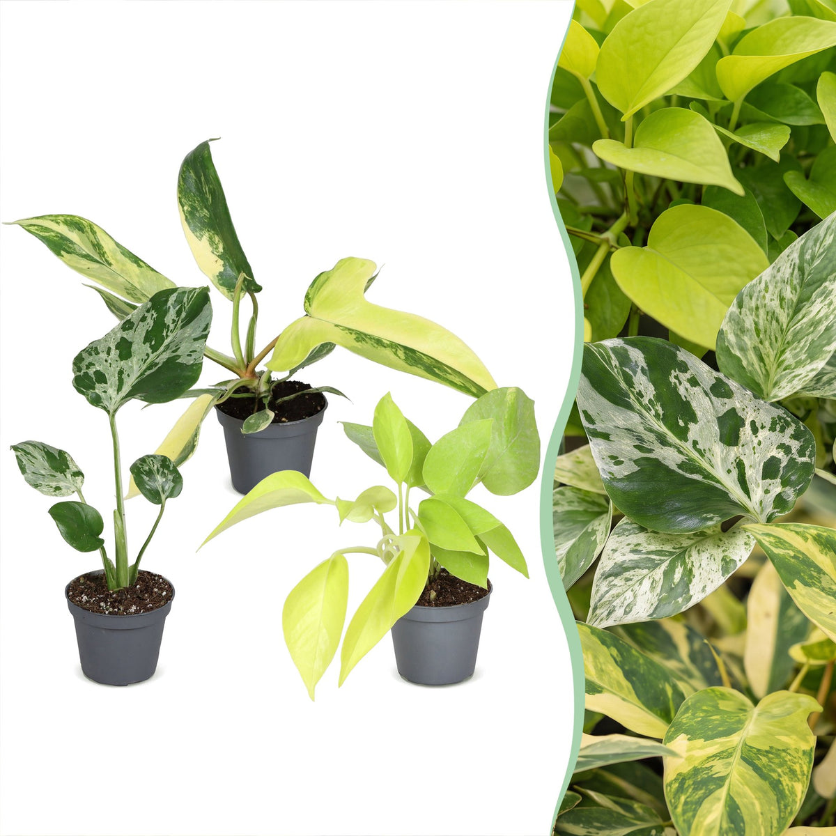 Baby Planten Tropical Mix - Diversen 3x - Tropisch - Ø6cm - ↕10-15cm