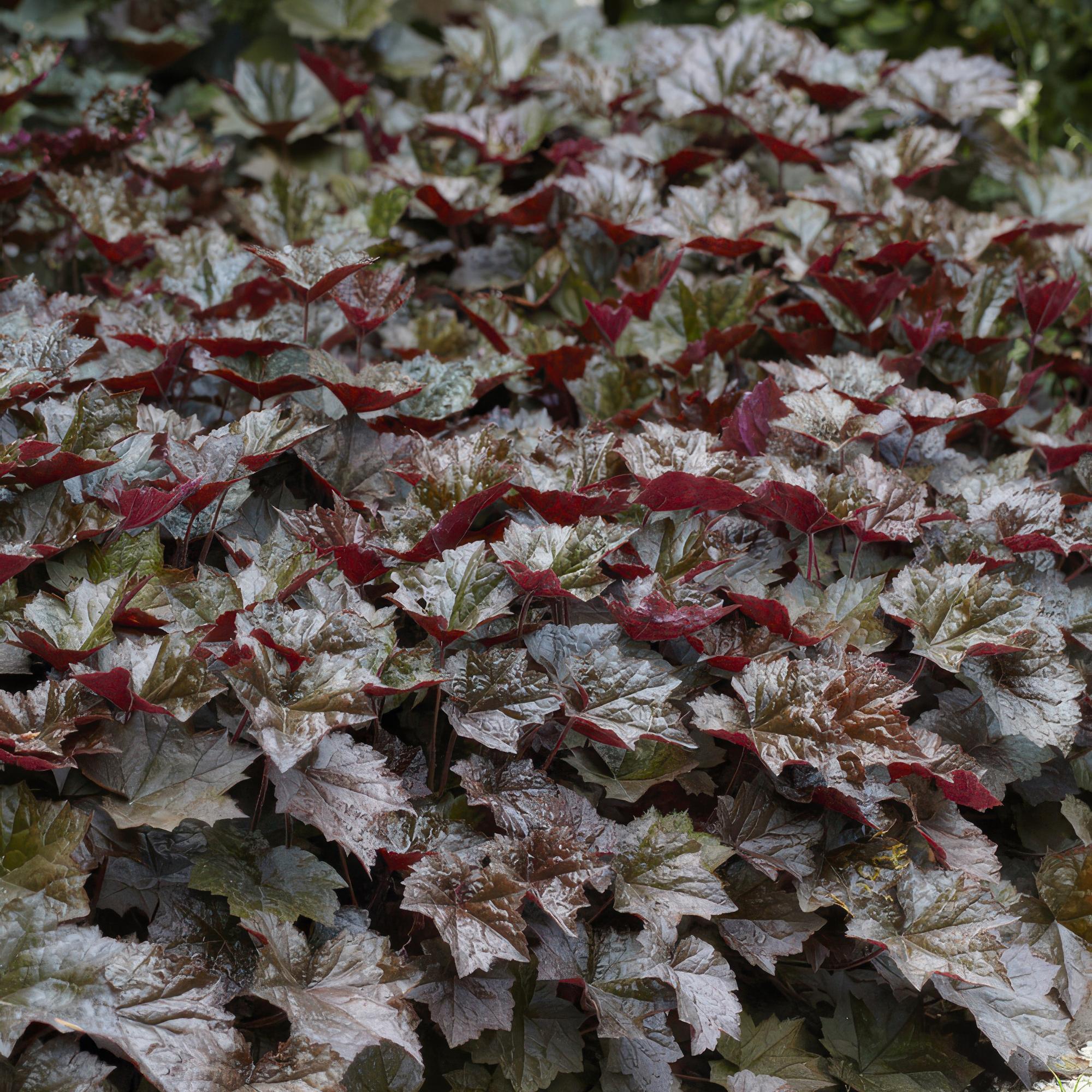 6x Heuchera micro. 'Palace Purple' - ↕10-25cm - Ø9cm