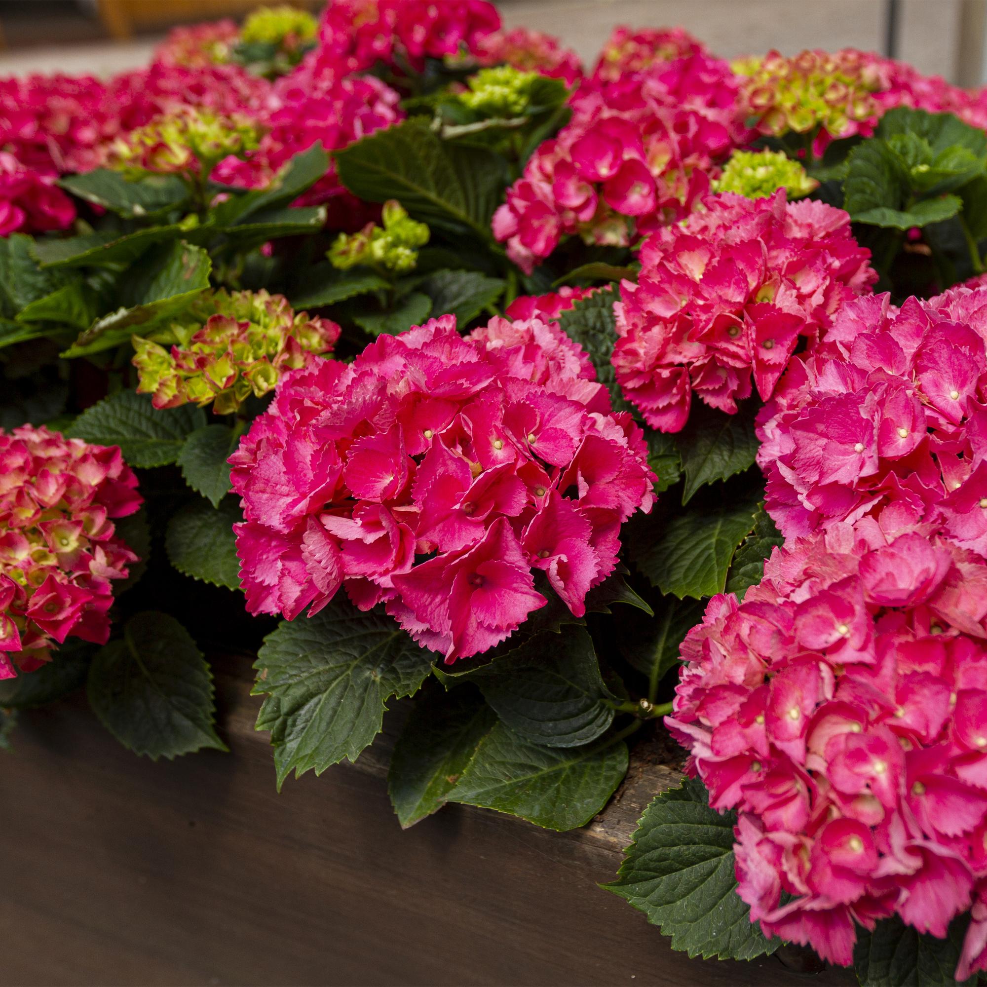 Hydrangea macrophylla Rood - Hortensia - Winterhard - Rood - 1 Plant - Pot 12cm - Hoogte Hoogte 20-30cm