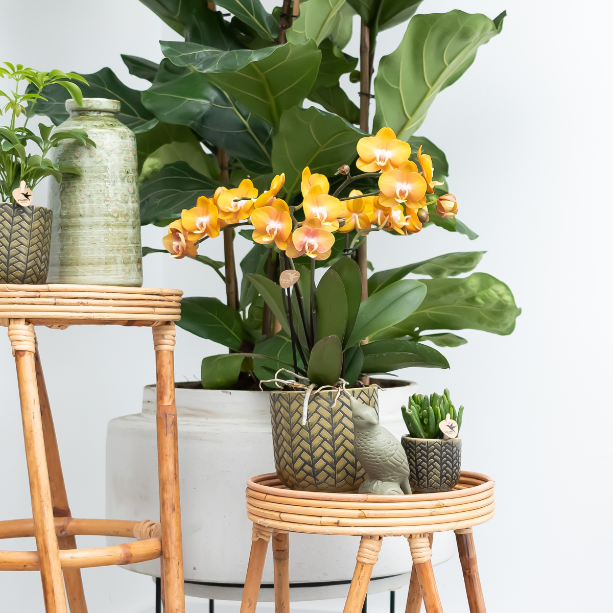 Kolibri Orchids | OFERTA COMBINADA de 4 orquídeas Phalaenopsis - Las Vegas - maceta de 12 cm de diámetro | planta de interior con flor - recién cultivada