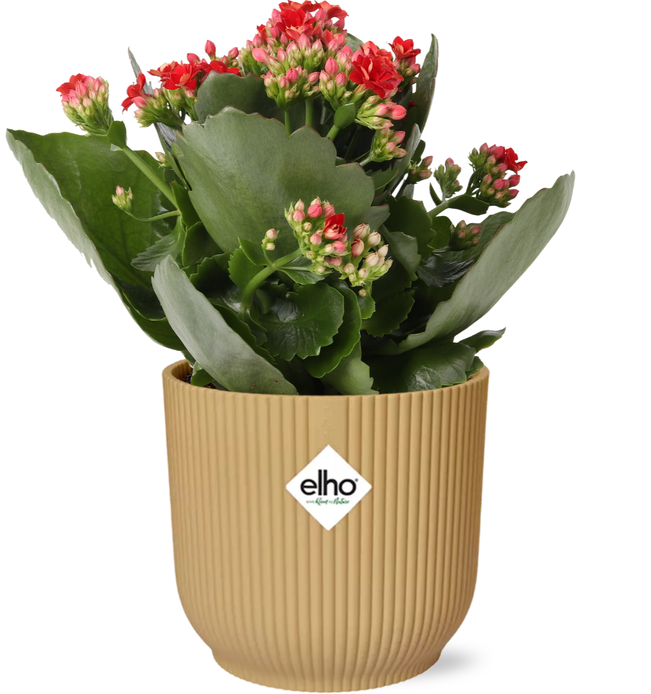 Kalanchoe Rosalina Don Justino Rouge + ELHO Vibes Pli 14cm jaune