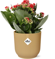 Kalanchoe Rosalina Don Justino Rouge + ELHO Vibes Pli 14cm jaune