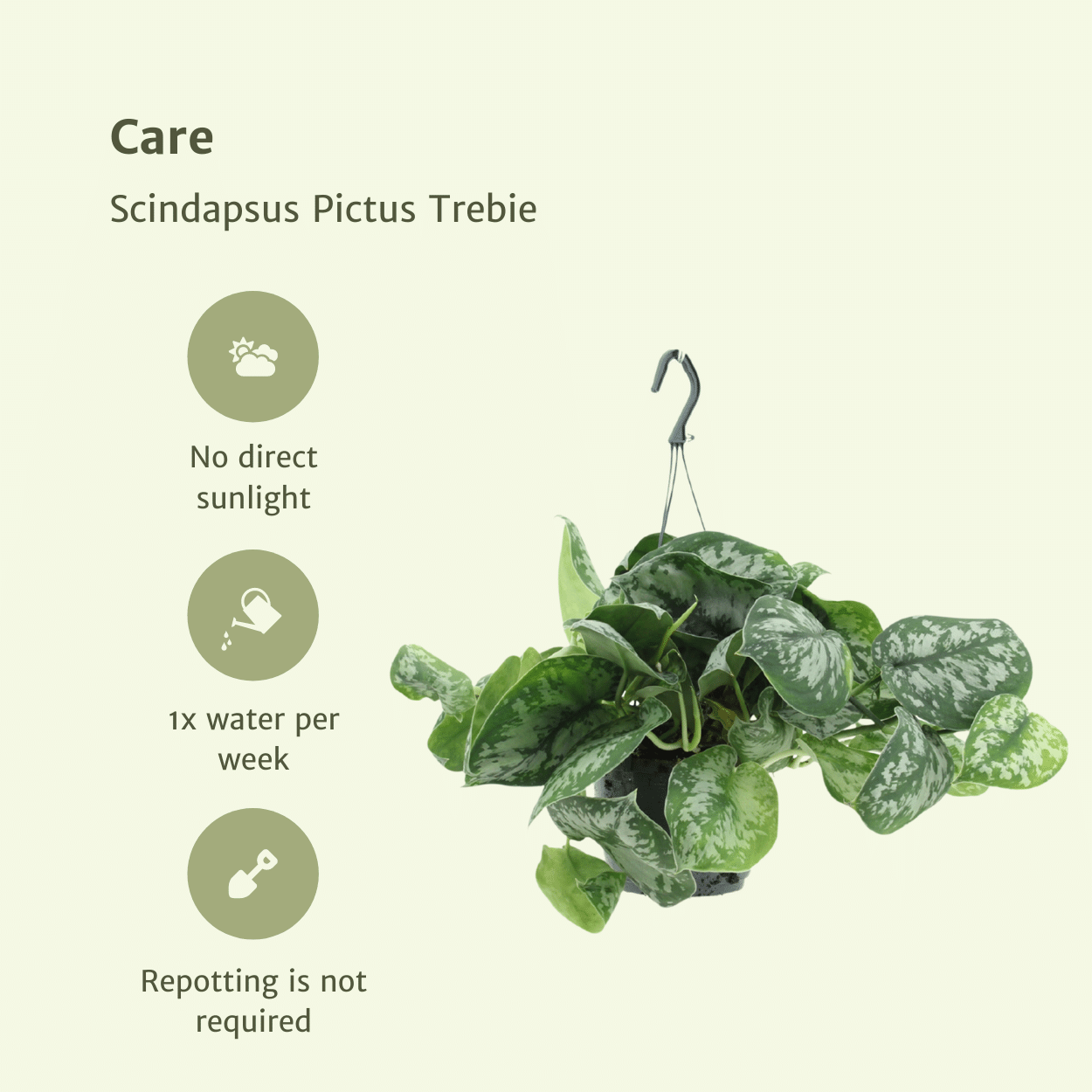 Scindapsus Pictus Trebie (Epipremnum) - 2 pezzi - Ø15cm - ↕25cm