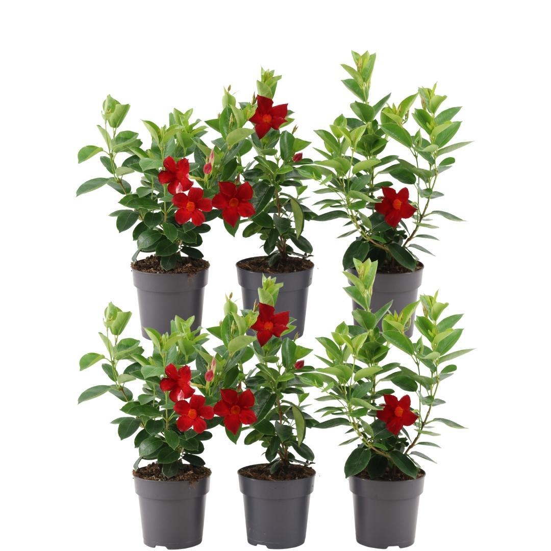 6 x Dipladenia Rossa - Mandevilla Rossa Ø12 cm - ↕25 cm