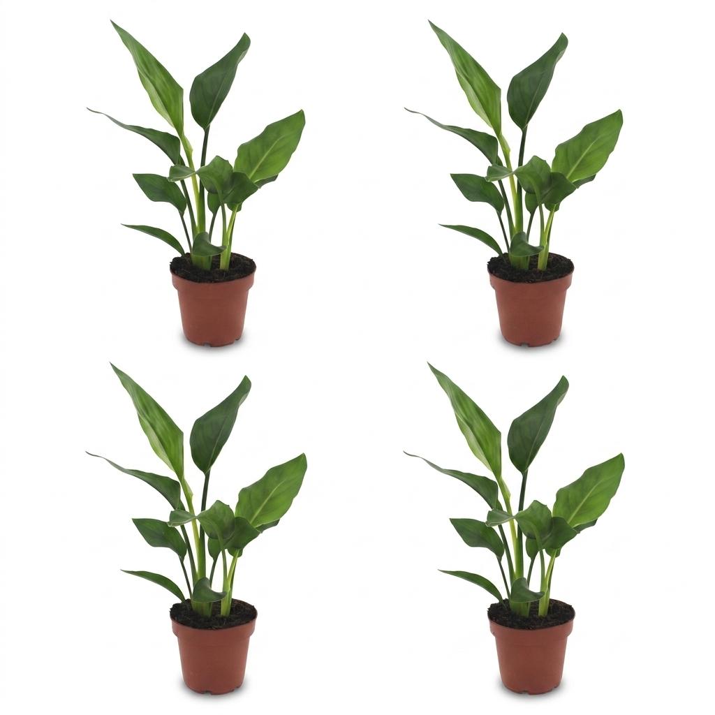 Strelitzia Reginea - Paradijsvogelbloem - 4x - Pot 12cm - Hoogte - 35cm