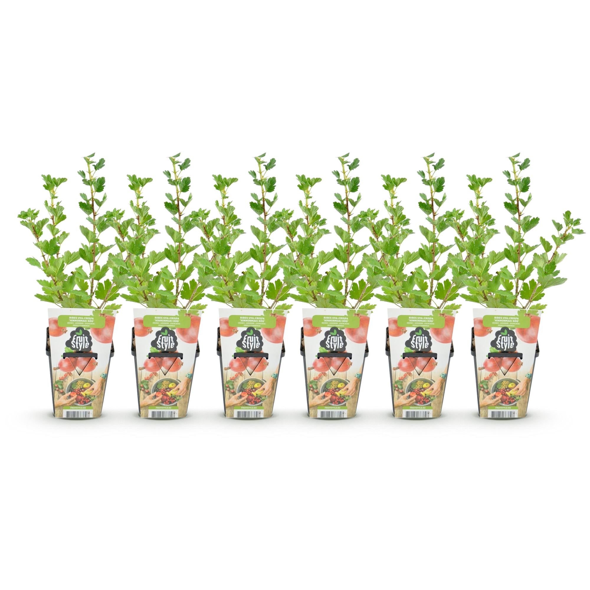 Kruisbes - Ribes uva-crispa Hinnonmaki Rod - Winterhard - 6 Planten - Pot 9 cm - Rode Bes