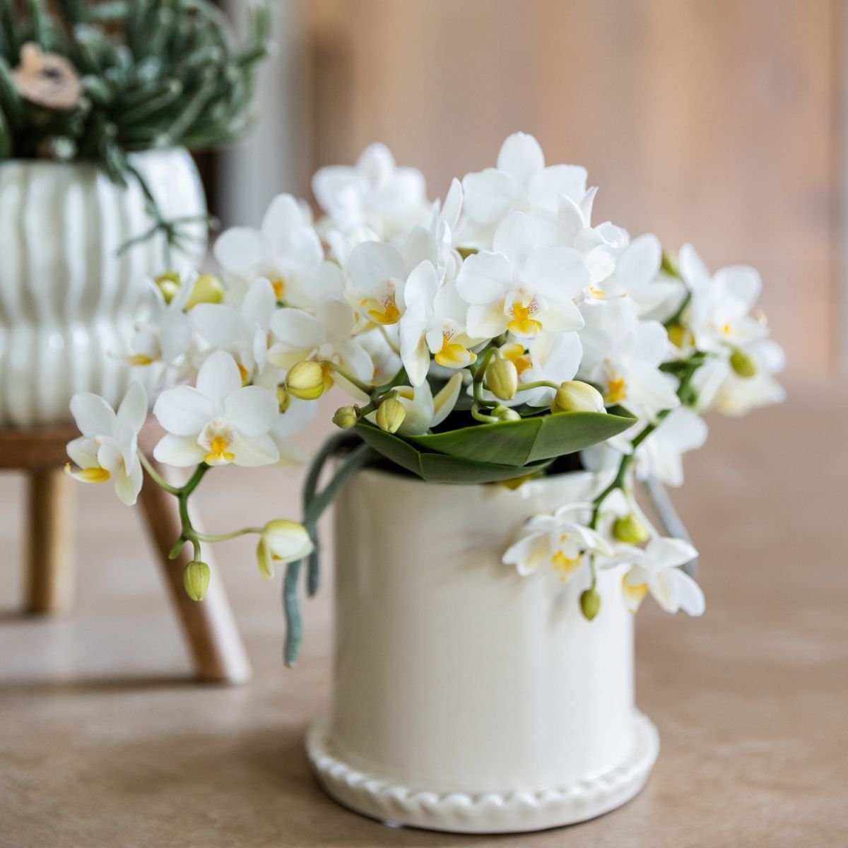 Kolibri Orchids | Combi Deal - 4 Witte Phalaenopsis Orchideeën Botanic Nazare - Ø9 cm