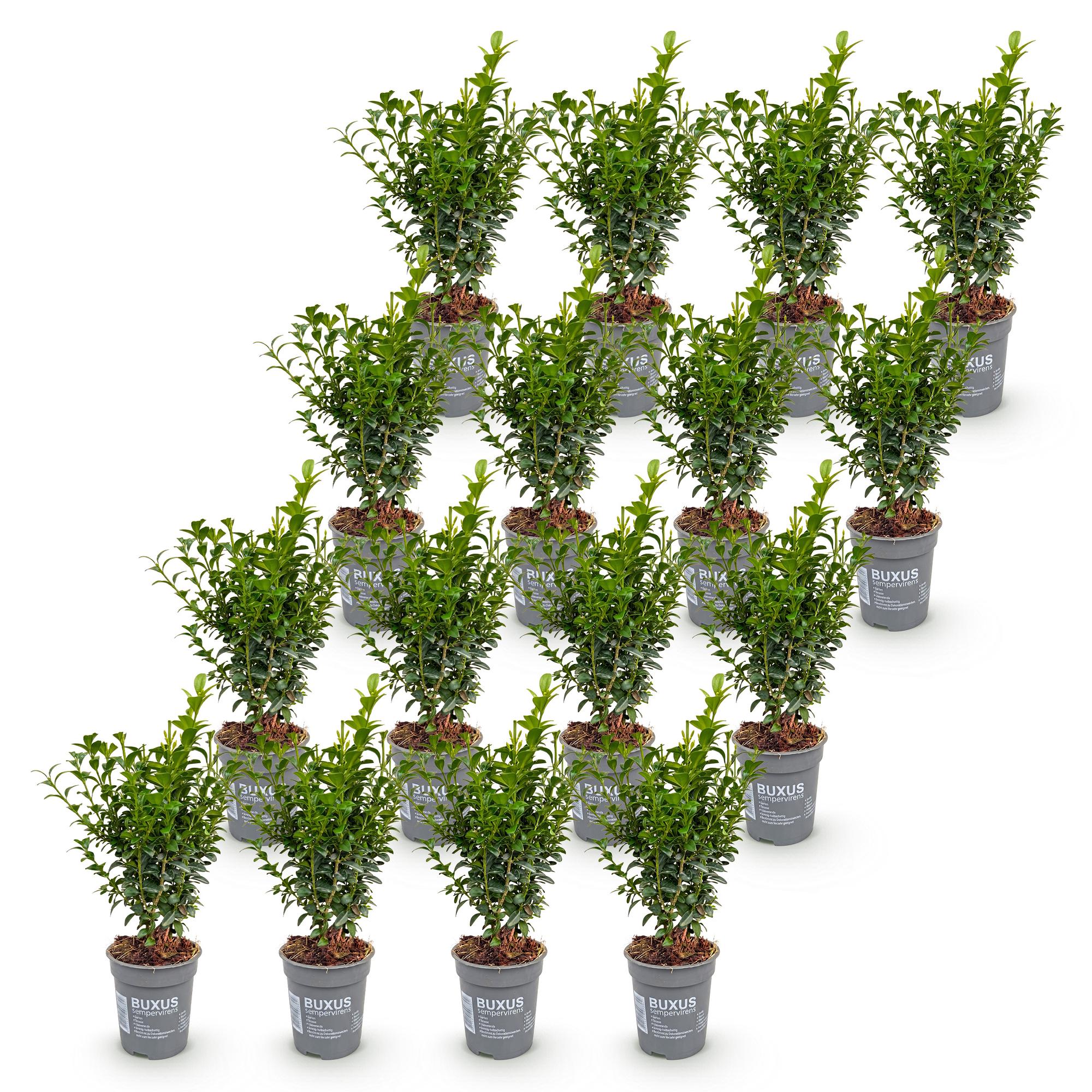 Buxus sempervirens - 16x - Haagplanten - Groenblijvend - Groen - Pot 9cm - Hoogte 20-25cm