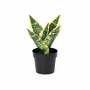 Kunstplant Sansevieria laurentii - 21cm