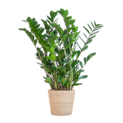 Zamioculcas Zamiifolia - ZZ Plant - met Sofia mand naturel  - 80cm - Ø21