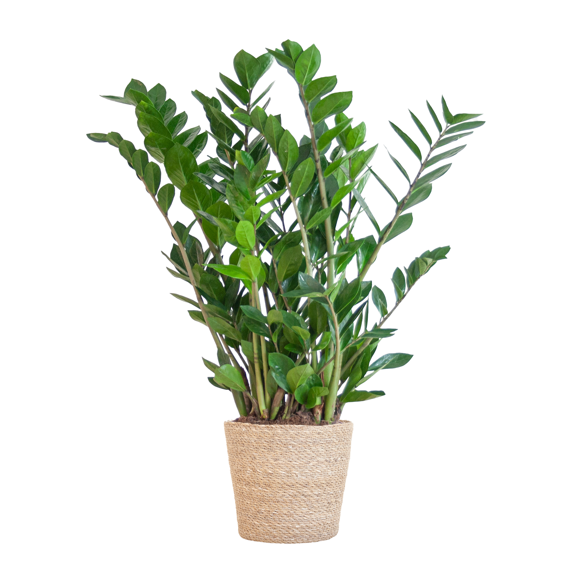 Zamioculcas Zamiifolia - ZZ Plant - met Sofia mand naturel  - 80cm - Ø21