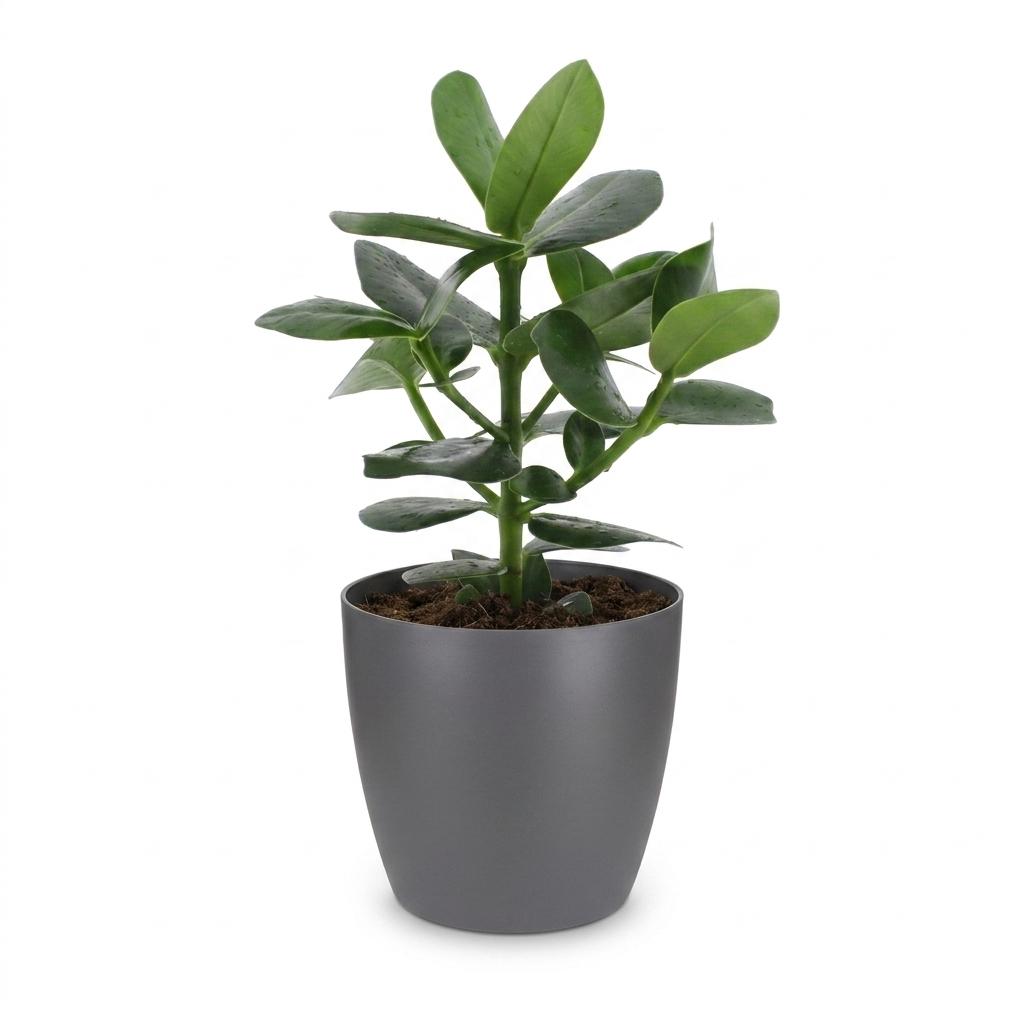 Clusia Princess - Clusia - met Potter Grijs - Pot 12cm - Hoogte - 40cm