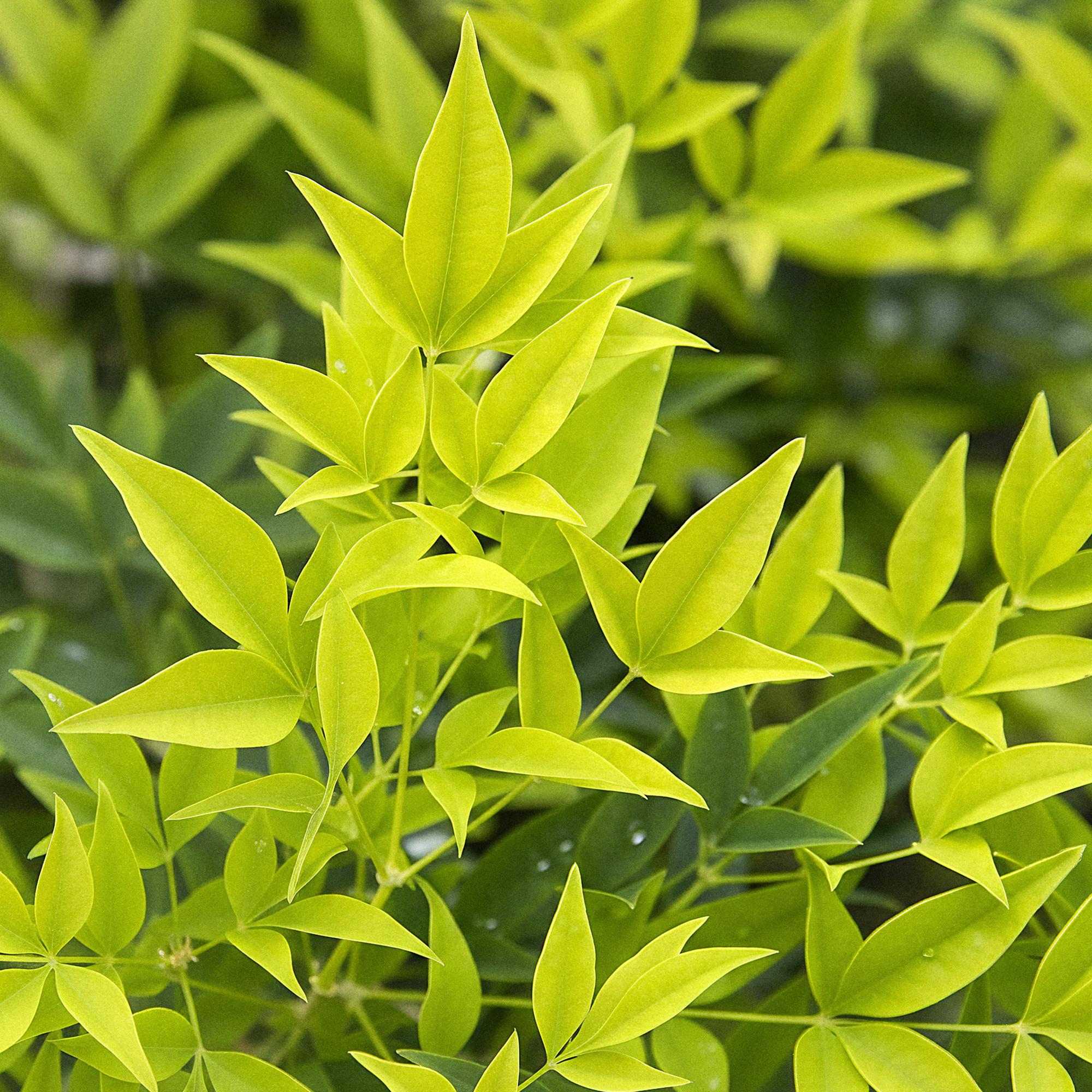 Nandina Lemon & Lime - Geel - 2 Planten - Groenblijvend - Weinig Onderhoud - Pot 17cm Hoogte 45cm