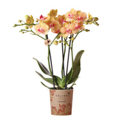Kolibri Orchids | Orchidea Phalaenopsis arancione, dimensioni vaso Ø9cm | Giamaica | pianta da appartamento fiorita - fresca dal coltivatore
