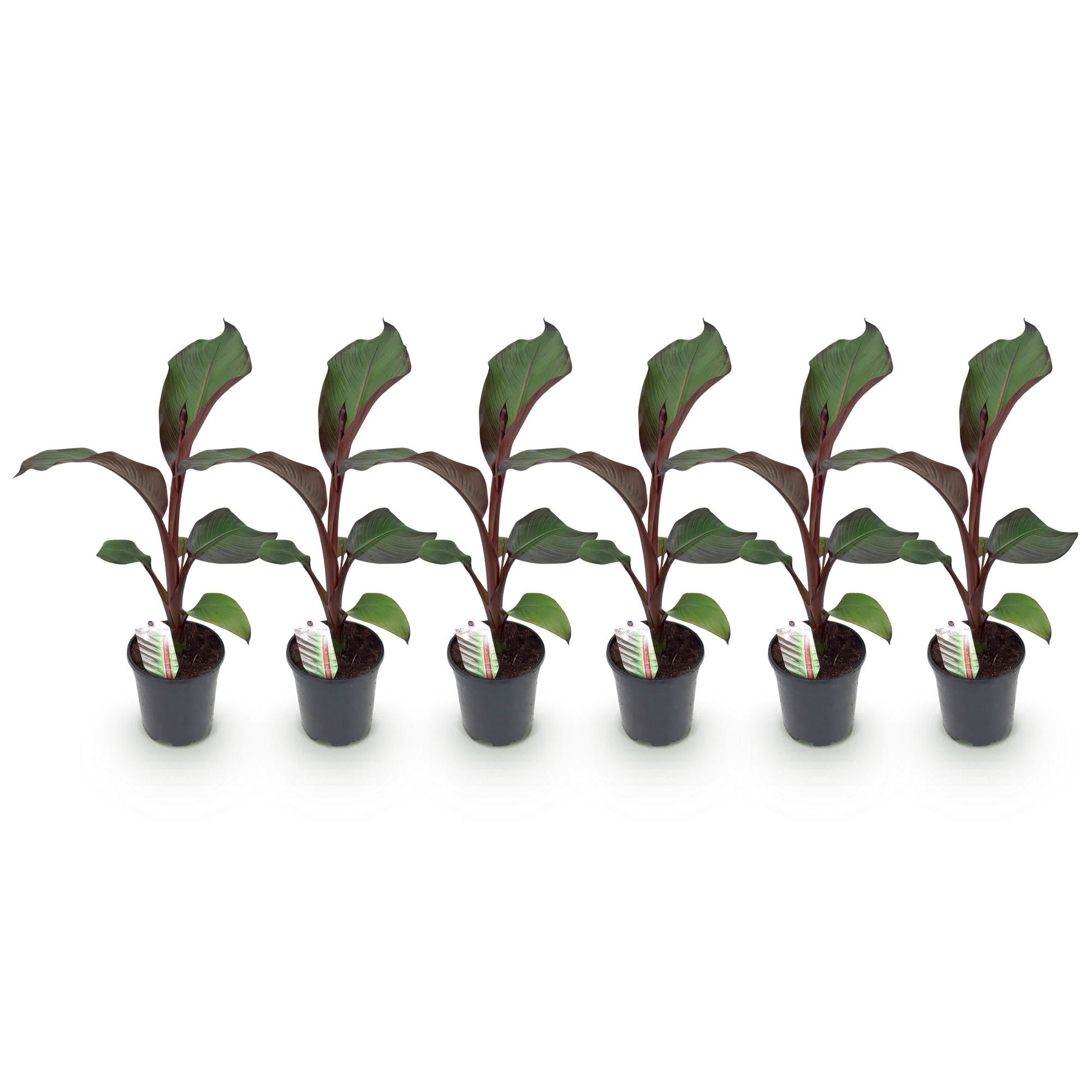 Bananen plant - Ensete ventricosum Maurelli - Winterhard - 6 planten - Pot 17cm Hoogte 40cm