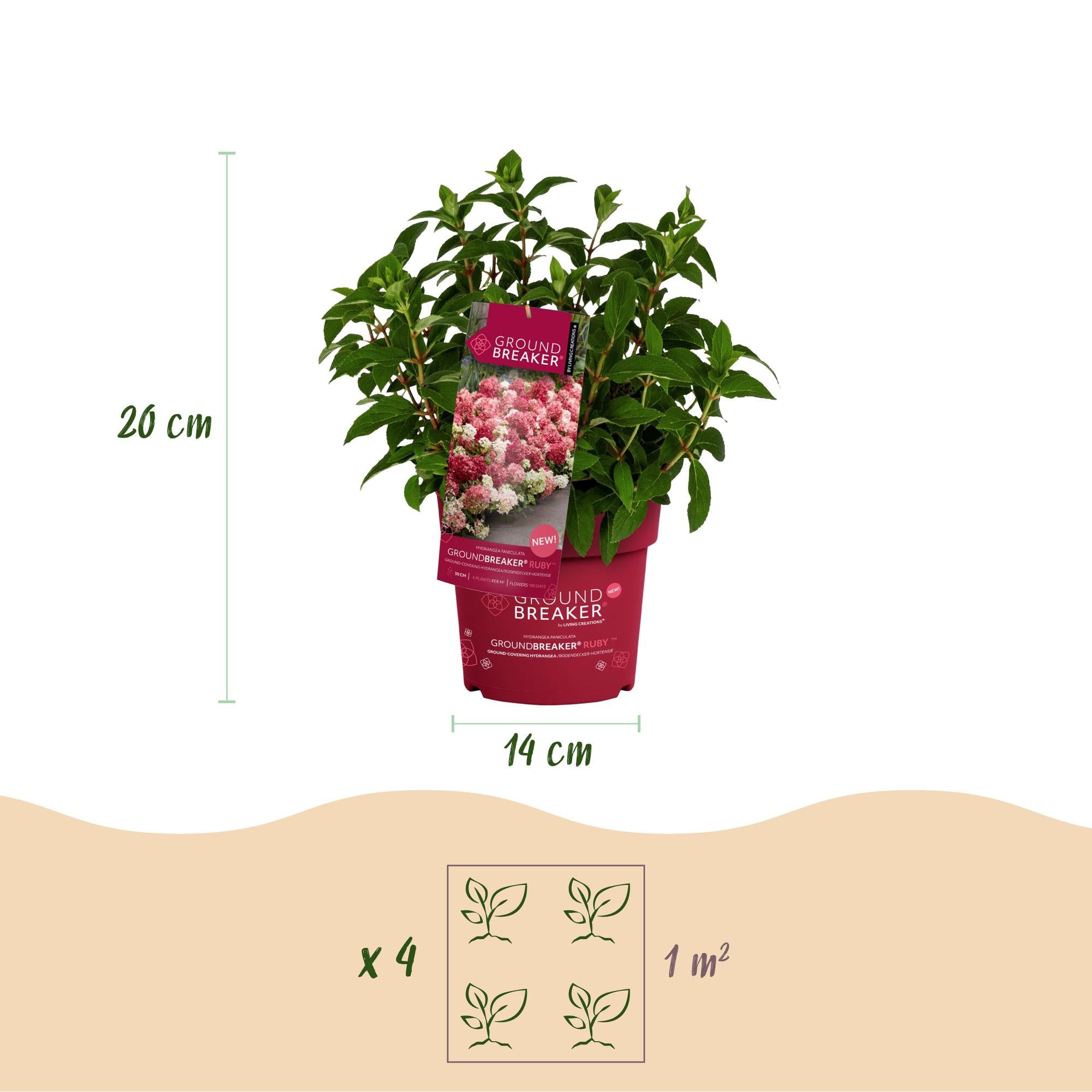 Hydrangea panniculata Groundbreaker Ruby - Pluimhortensia - Winterhard - Rood - 2 Planten - Pot 14cm -Hoogte 20-25cm