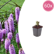 60x Liatris spicata - ↕10-25cm - Ø9cm