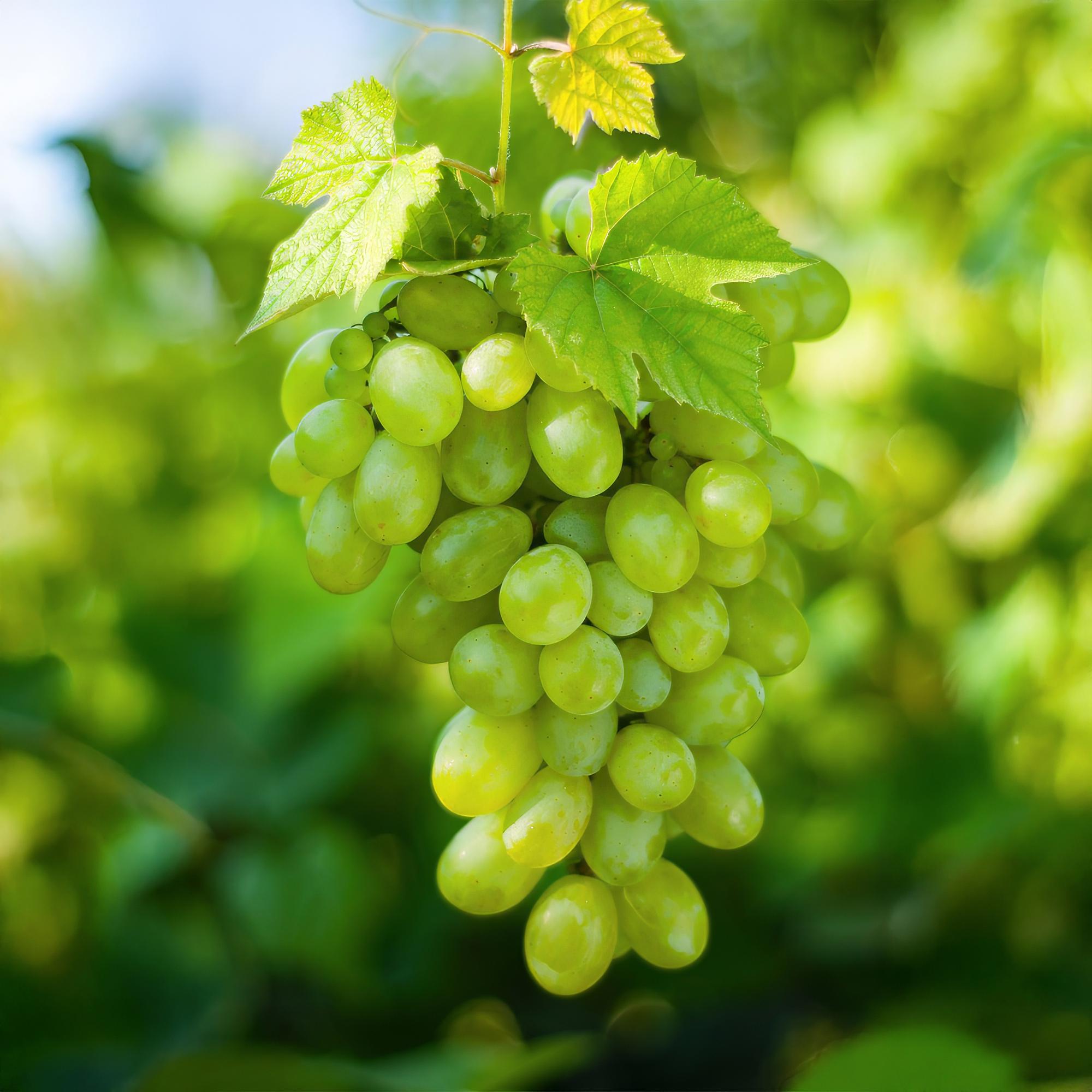 Green boutiQ - Pianta da frutto - Uva bianca - Vitis vinifera Himrod - Senza semi - 2 piante - Vaso 15 cm Altezza 50 cm
