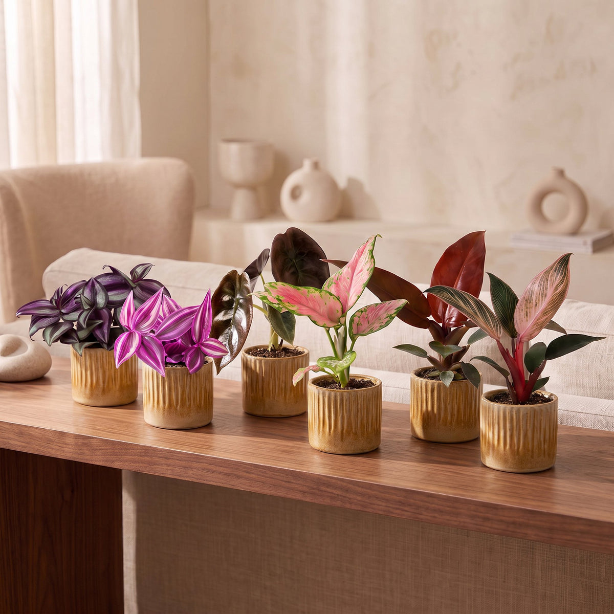 Baby Planten Paradise Mix - Diversen 6x - Tropisch - incl. Linnea Honey - Ø6cm - ↕10-15cm