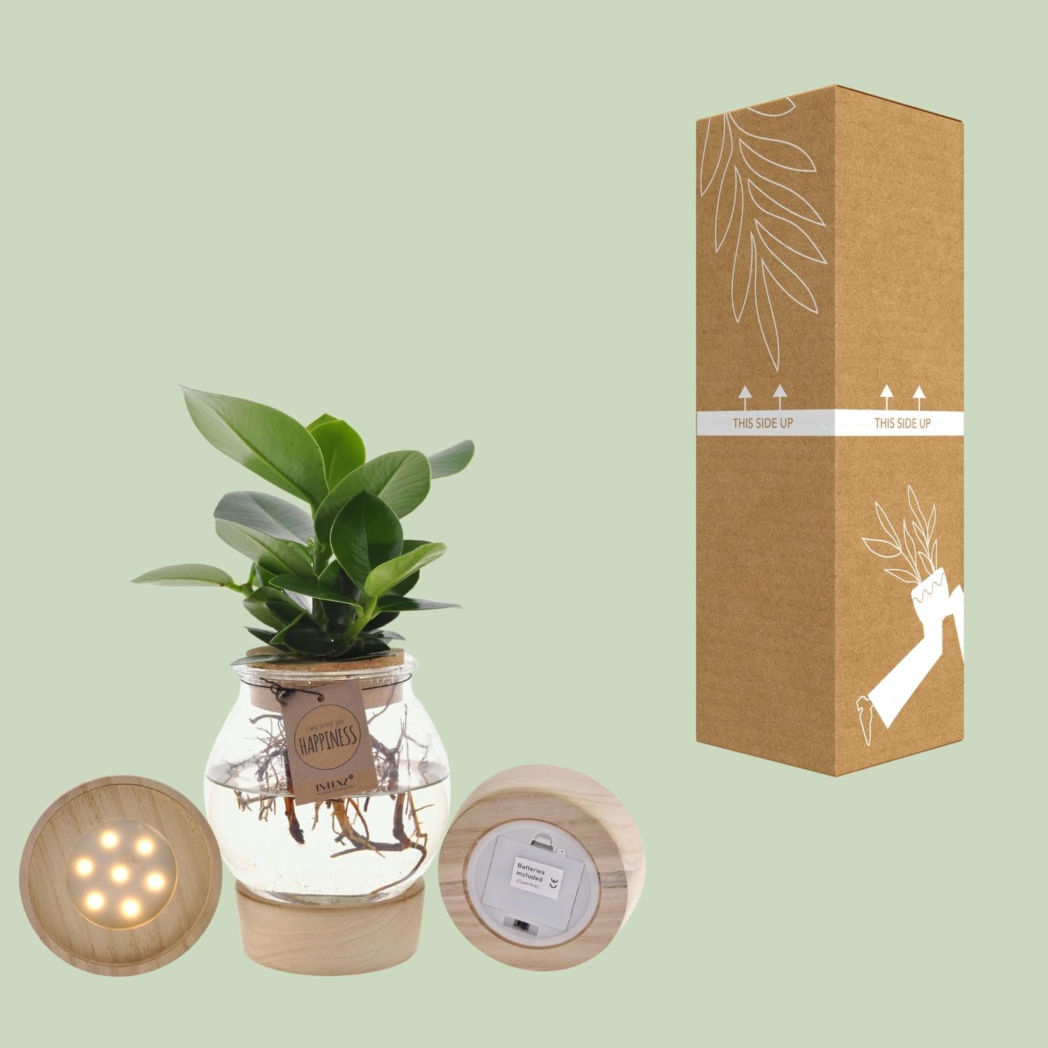 Clusia en verre convexe + bouchon en liège clic + LED - Ø12cm - ↕30cm