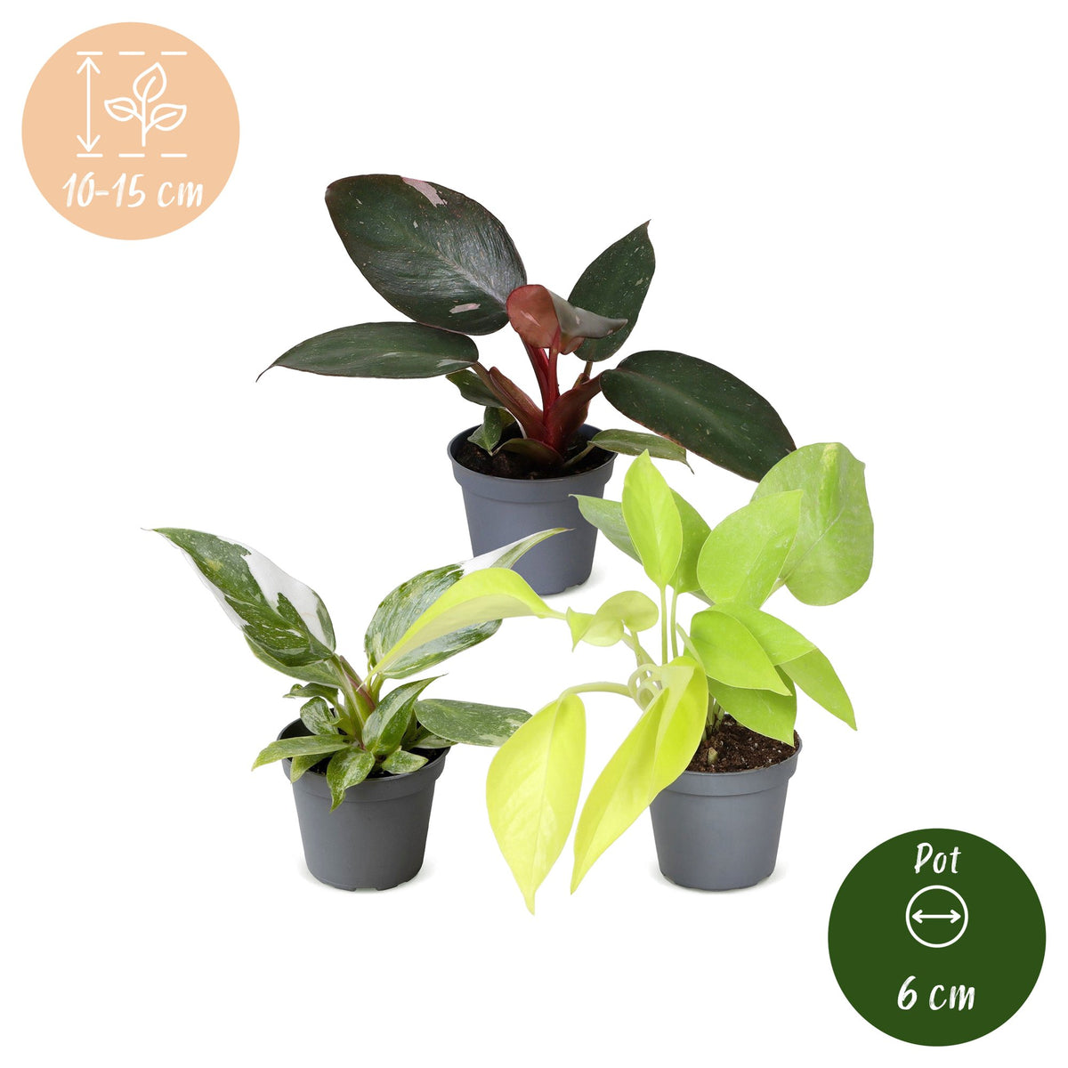 Baby Philodendron Tricolour 3x - Wit - Roze - Geel - Groen - Tropisch - Ø6cm - ↕10-15cm
