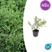 48x Symphoricarpos ch. 'Hancock' - ↕10-25cm - Ø9cm