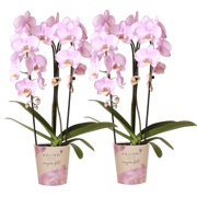 Kolibri Orchids | Combi Deal - 2 Roze Phalaenopsis Orchideeën Niagara Fall Xanion - Ø12 cm
