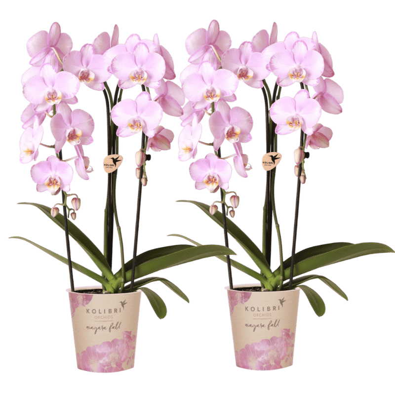 Kolibri Orchids | Combi Deal - 2 Roze Phalaenopsis Orchideeën Niagara Fall Xanion - Ø12 cm
