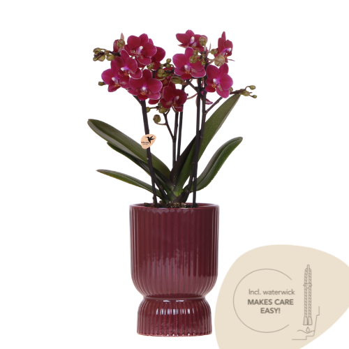Kolibri Orchids | Paarse Chamonix orchidee + rode Diabolo sierpot | potmaat Ø9cm | bloeiende kamerplant – vers van de kweker | incl. watergeeflont